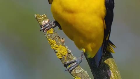 Captivating Birdsong in Nature's Symphony