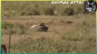 Masaais Fight Lion