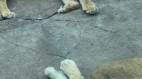 Do lions take naps, too? They are all sleeping