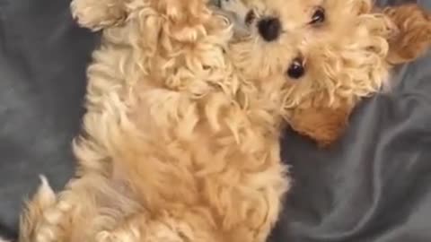 CUTE Puppy fights for its right to love!!