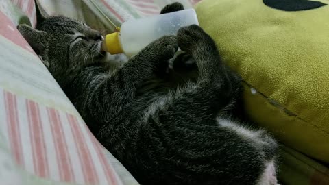 Adopted Kitten Suckles Bottle