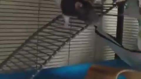 oMG cat and rat funny