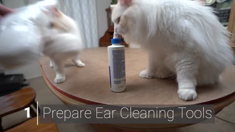 try these way to clean cats ear