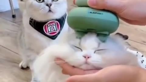 Cat Head Massage