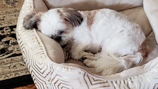 Rosie The Shihtzu Poses For The Camera