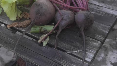 Early beet harvest