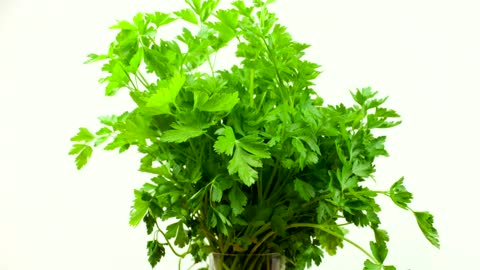 Bunch of parsley