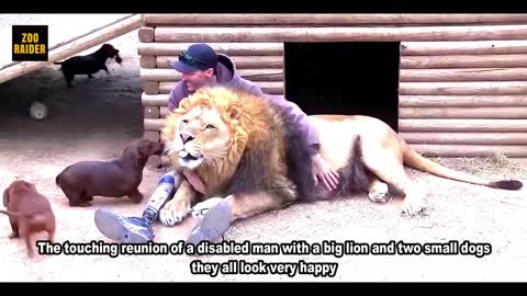 Lion And Dogs Reunite With A Disabled Man