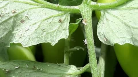 INSETTI BIANCHI SUL POMODORO, ecco cosa sono