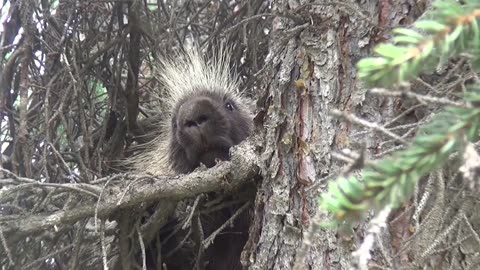 Porcupines in the wild!!!
