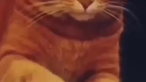 Cat funny reaction