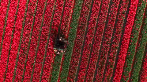 Amazing Tulip Fields