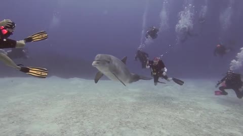 Wild dolphin incredibly decides to swim with scuba divers