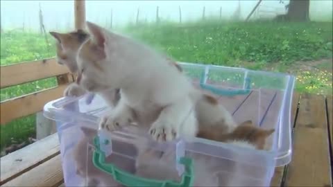 Best video #cat video #animal video #funny video #top video #funny videos