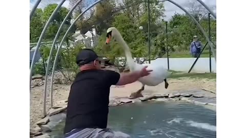 Heartwarming Rescue: Man Saves Swan, What Happens Next Will Melt Your Heart!