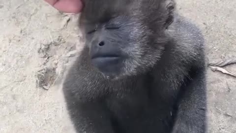 He loved the head scratches