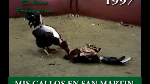 1997 Peleas de gallos en San Martin - Parte II