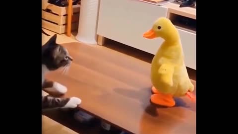 Funny video complition of cats and animals