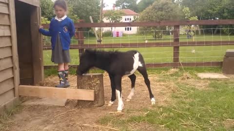 newborn miniature shetland foal gets friendly with young children!