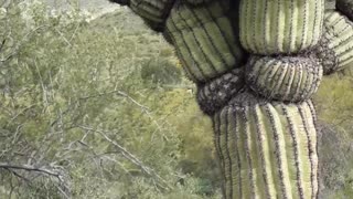 "The Michelin Man" Saguaro cactus north of Phoenix, AZ 3/30/23