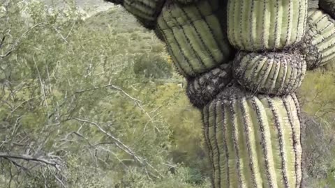 "The Michelin Man" Saguaro cactus north of Phoenix, AZ 3/30/23