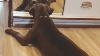 Dog's reaction to her reflection is adorable & hilarious at the same time!