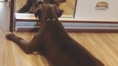 Dog's reaction to her reflection is adorable & hilarious at the same time!