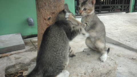 A suffering kitten is playing with its sibling