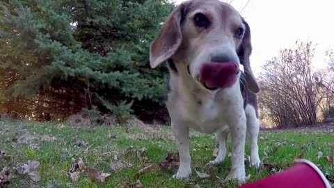 A hidden camera captures a beagle stealing entire coffee mugs.