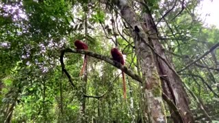 Forest bridge in Brazil offers hope for threatened monkey