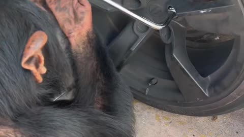 My friend chimpanzee helping