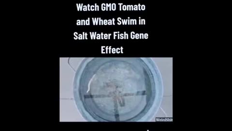 GMO TOMATO & WHEAT 'SWIM' ON THEIR OWN IN SALT WATER