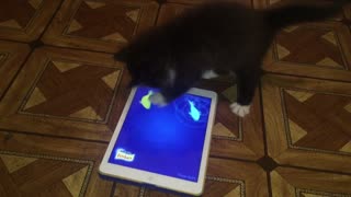 Kitten Plays Cat Fishing