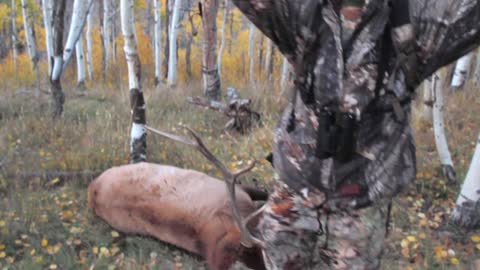 Dave's muzzleloader elk hunt 2012