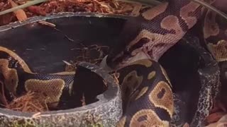 Royal Ball Python Having Her Meal