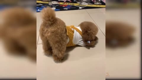 Cute dogs / cute puppies