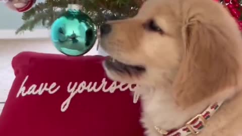 Puppy Plays with Christmas Tree!