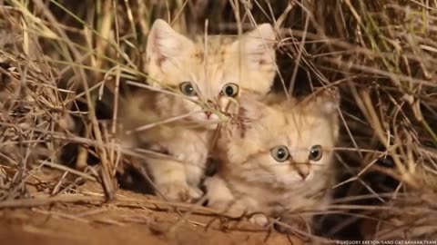 Sand Cat Kittens Filmed in the Wild for First Time _ Nat Geo Wild