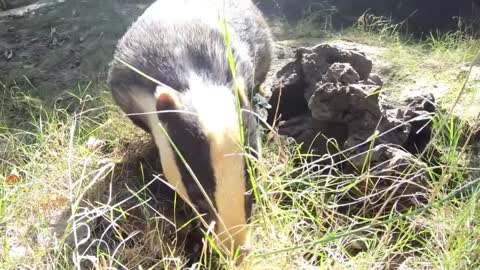 Things you need to know about BADGERS
