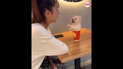 Funny and Cute Pomeranian