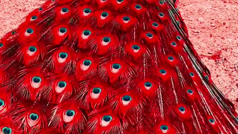 Very Reddish peacock 🦚 looking so cute