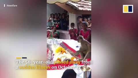 Monkey attends funeral of human caretaker in Sri Lanka
