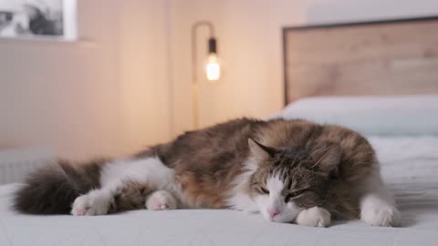 CUTE CAT sleeping