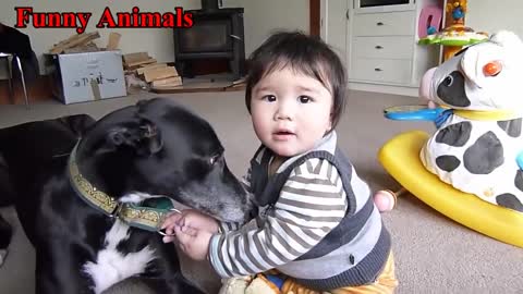 Italian Greyhound Dog Play With Baby videos - Dog Loves Baby - Funny Dogs Compilation