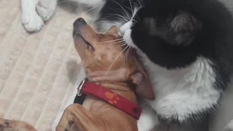 A Cozy Moment Between A Cat And A Dog