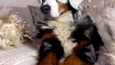 Meet Fanny, the Bernese with a gene defect🤩 Such an adorable cutie! ❤️