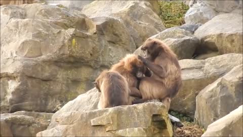 Ape Dschelada Delouse Fur Care Zoo Animals Nature