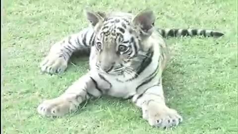 White tiger cub is fun with dog