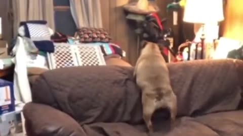 The Hilarious Twerking Dog Phenomenon. Try not to laugh challenge.