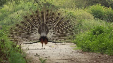 Animal video | Bird videos | Peacock | Peafowl | Nature videos! dancing peacock